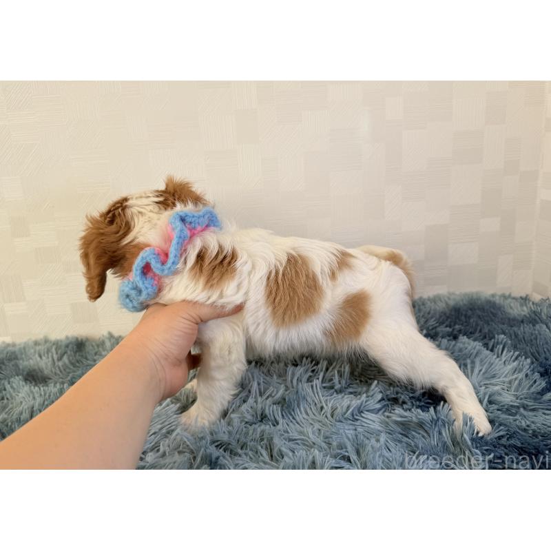 販売中の埼玉県のキャバリアキングチャールズスパニエル-423546の5枚目