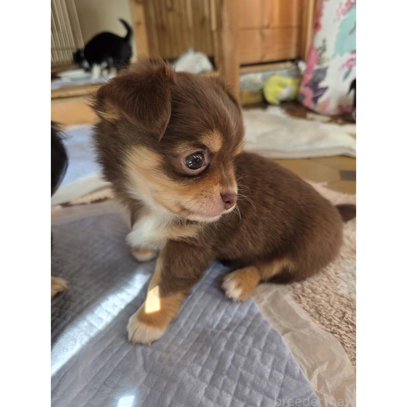 販売中の滋賀県のチワワ(ロングコート)-429393の2枚目