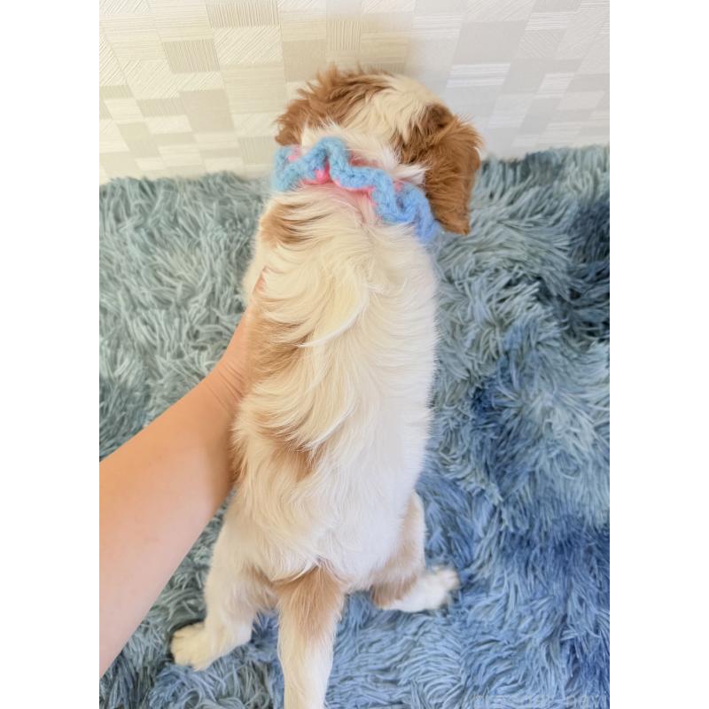 販売中の埼玉県のキャバリアキングチャールズスパニエル-423546の4枚目