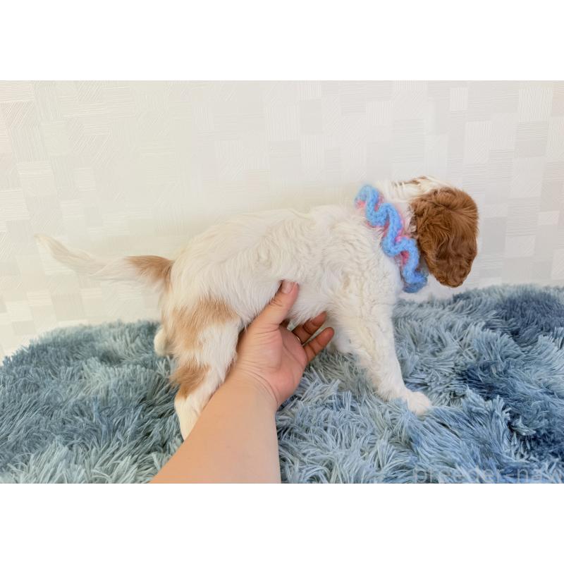 販売中の埼玉県のキャバリアキングチャールズスパニエル-423546の3枚目