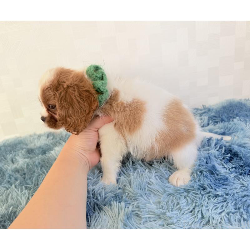 販売中の埼玉県のキャバリアキングチャールズスパニエル-423549の5枚目