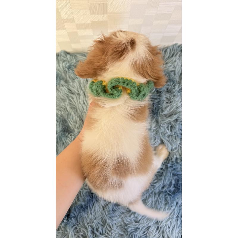 販売中の埼玉県のキャバリアキングチャールズスパニエル-423549の4枚目