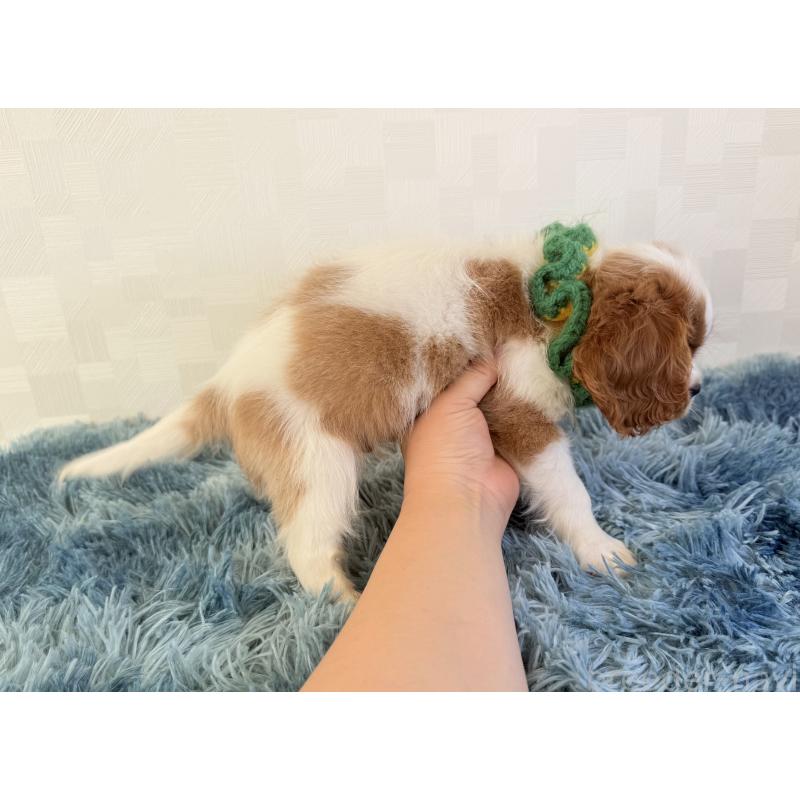 販売中の埼玉県のキャバリアキングチャールズスパニエル-423549の3枚目