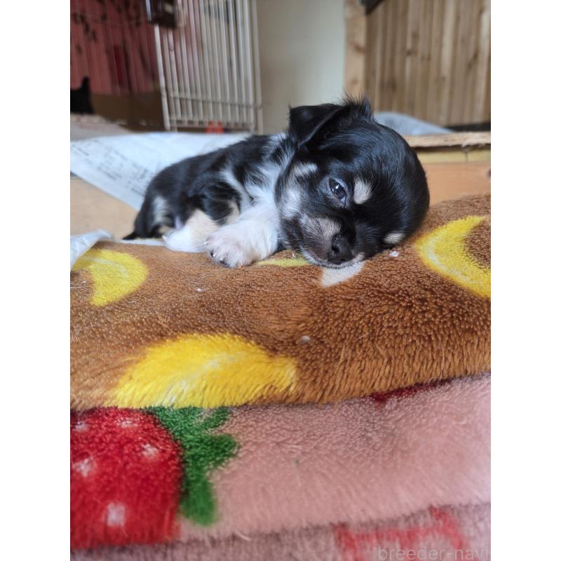 販売中の滋賀県のチワワ(ロングコート)-429394の2枚目