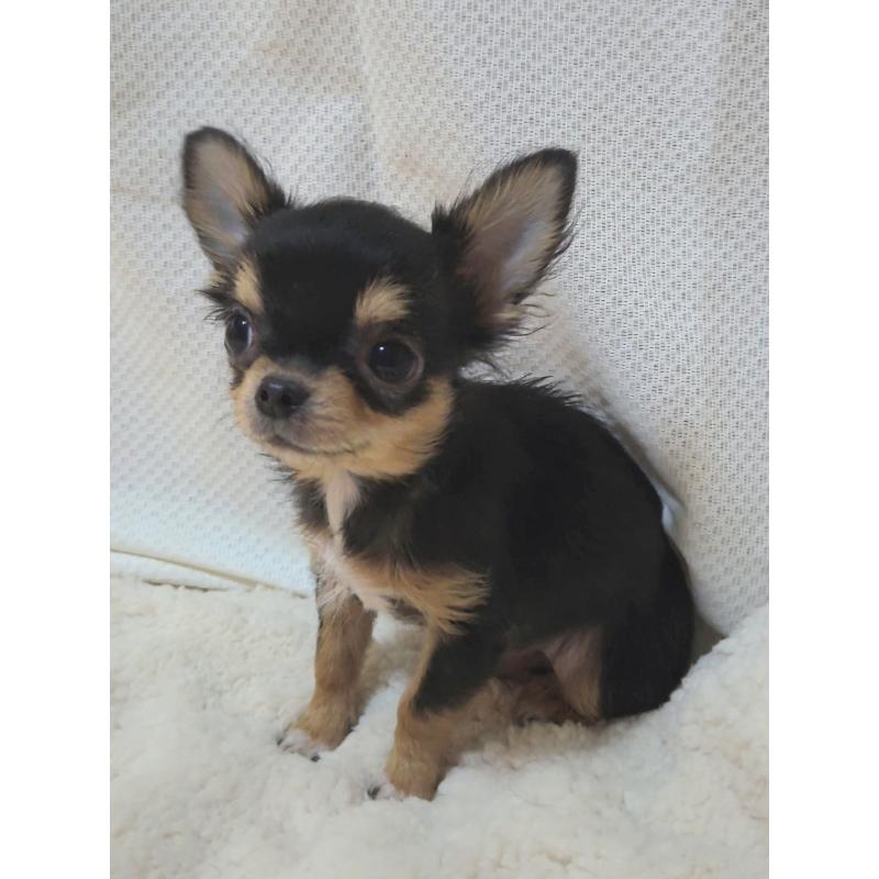 販売中の群馬県のチワワ(ロングコート)-432526の5枚目