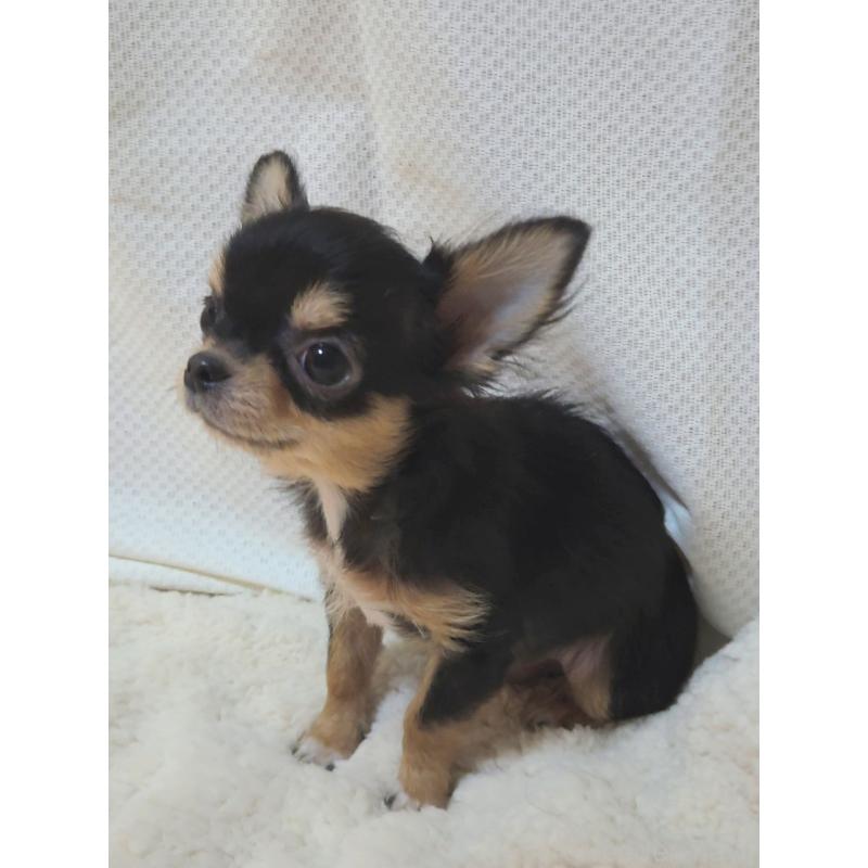 販売中の群馬県のチワワ(ロングコート)-432526の4枚目