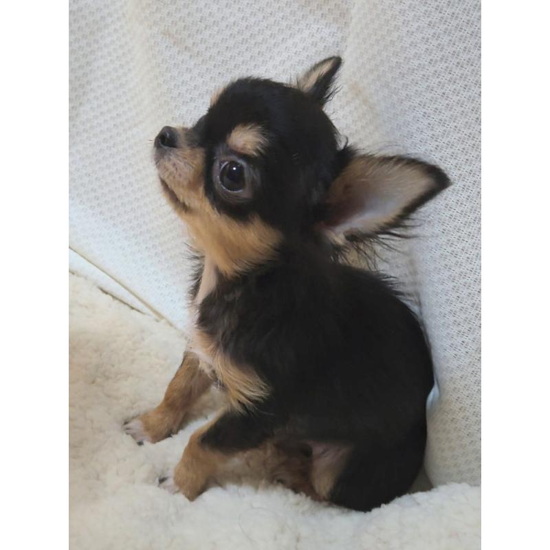 販売中の群馬県のチワワ(ロングコート)-432526の3枚目