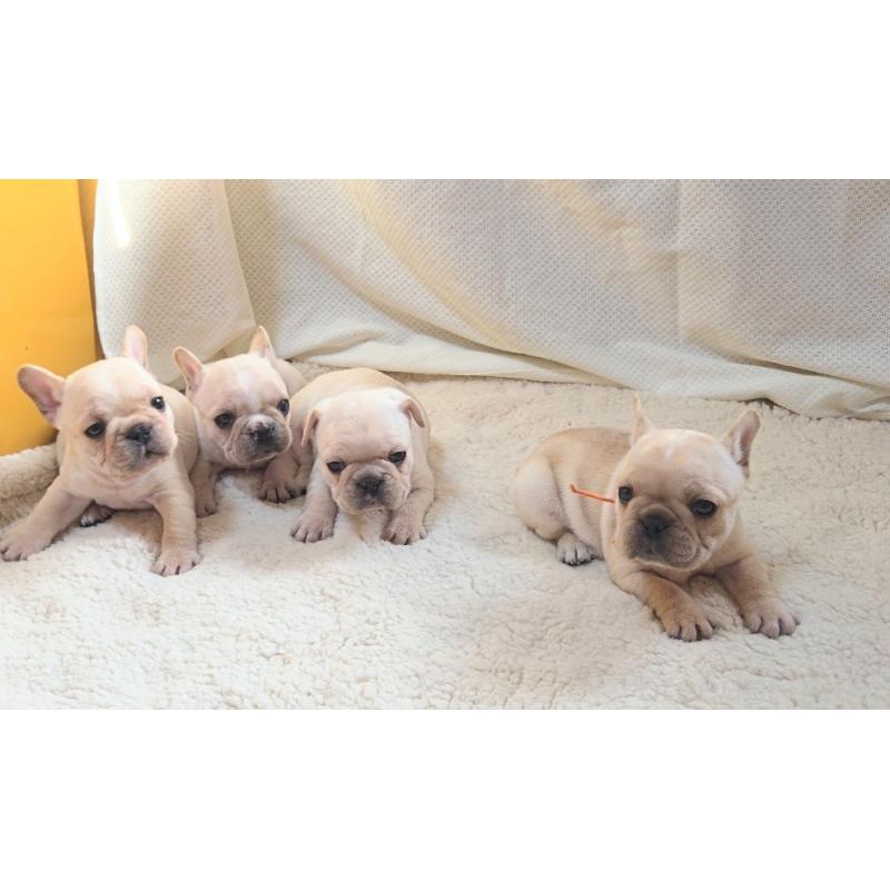 販売中の群馬県のフレンチブルドッグ-432343の6枚目