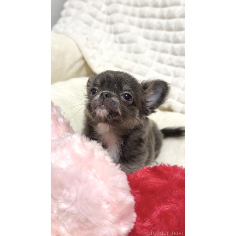 販売中の愛媛県のチワワ(ロングコート)-420995の3枚目