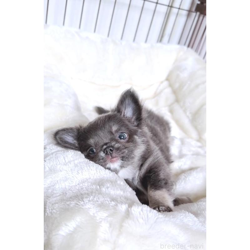 販売中の愛媛県のチワワ(ロングコート)-420995の2枚目