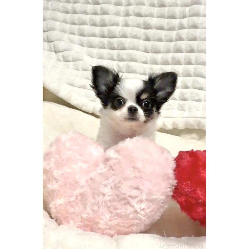 販売中の愛媛県のチワワ(ロングコート)-420997の3枚目