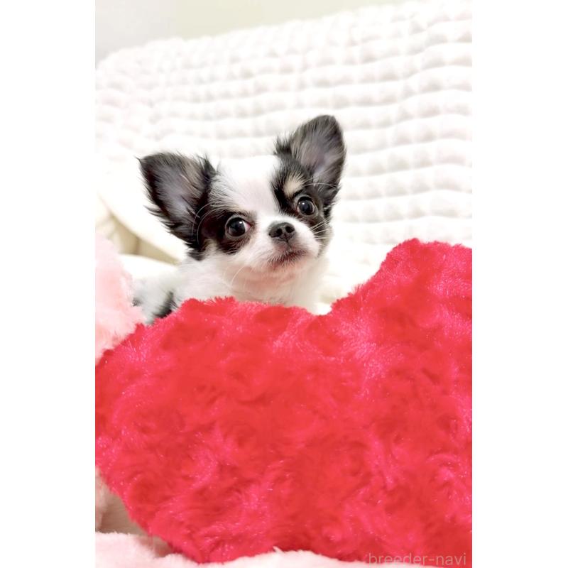 販売中の愛媛県のチワワ(ロングコート)-420997の2枚目