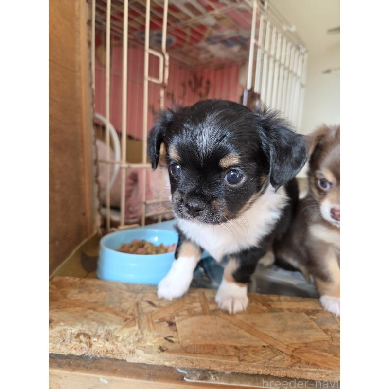 販売中の滋賀県のチワワ(ロングコート)-429395の2枚目