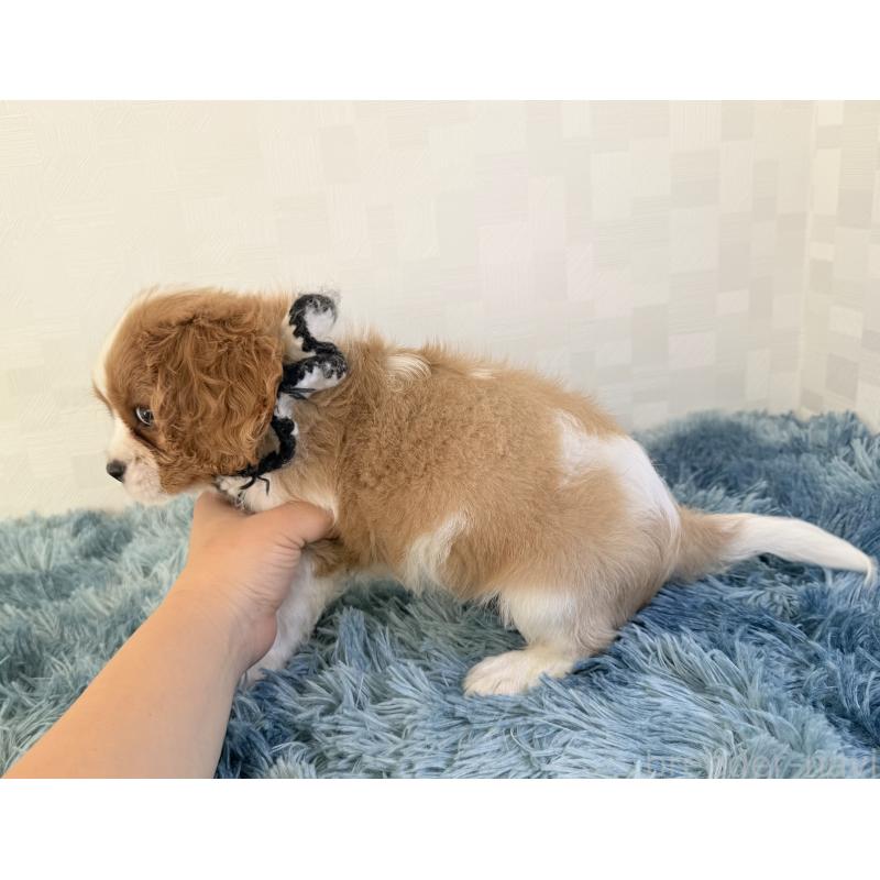 販売中の埼玉県のキャバリアキングチャールズスパニエル-423552の5枚目