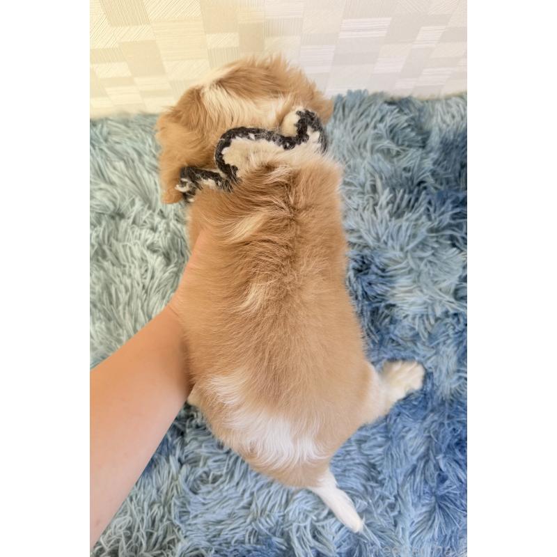 販売中の埼玉県のキャバリアキングチャールズスパニエル-423552の4枚目