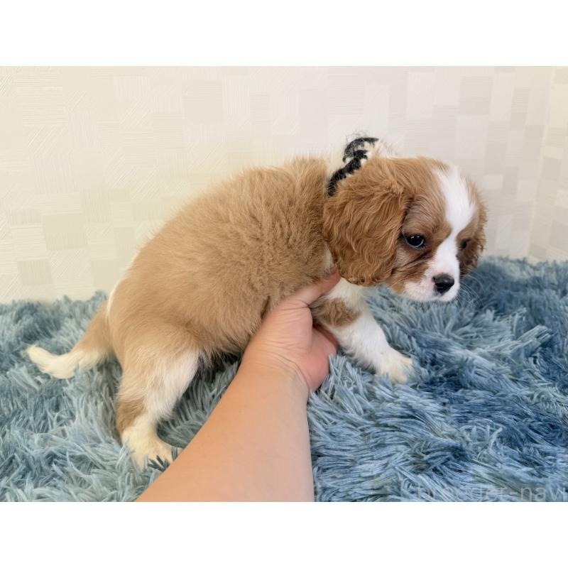販売中の埼玉県のキャバリアキングチャールズスパニエル-423552の3枚目
