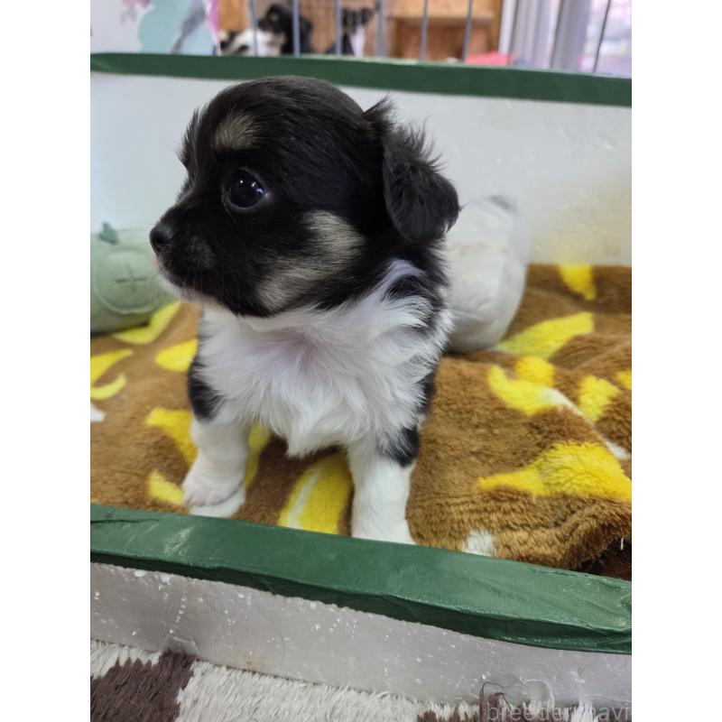 販売中の滋賀県のチワワ(ロングコート)-429396の2枚目