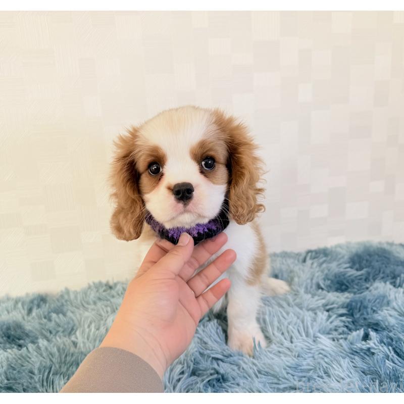 商談中の埼玉県のキャバリアキングチャールズスパニエル-421878の5枚目