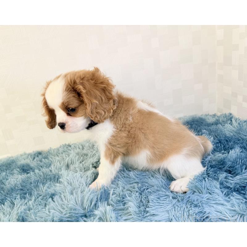 商談中の埼玉県のキャバリアキングチャールズスパニエル-421878の4枚目