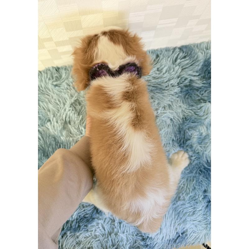 商談中の埼玉県のキャバリアキングチャールズスパニエル-421878の3枚目