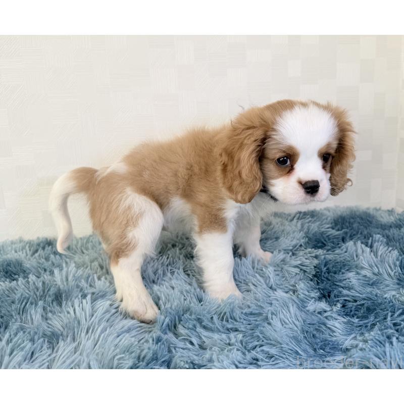 商談中の埼玉県のキャバリアキングチャールズスパニエル-421878の2枚目