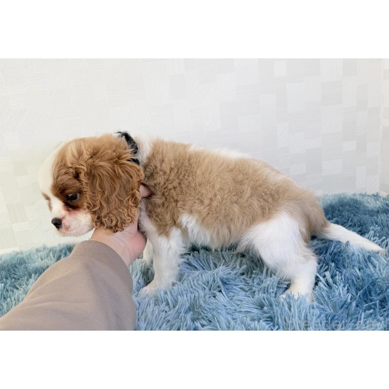 販売中の埼玉県のキャバリアキングチャールズスパニエル-421880の5枚目