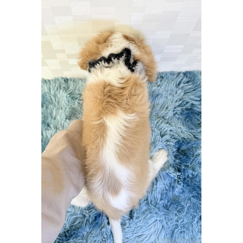 販売中の埼玉県のキャバリアキングチャールズスパニエル-421880の4枚目