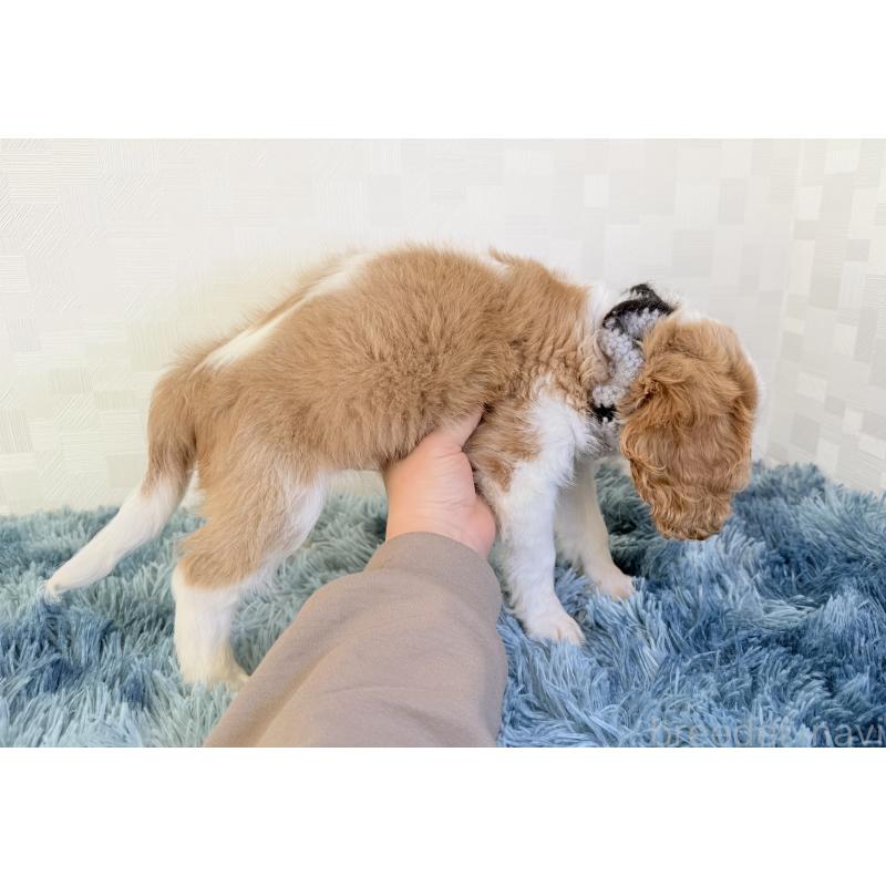 販売中の埼玉県のキャバリアキングチャールズスパニエル-421880の3枚目