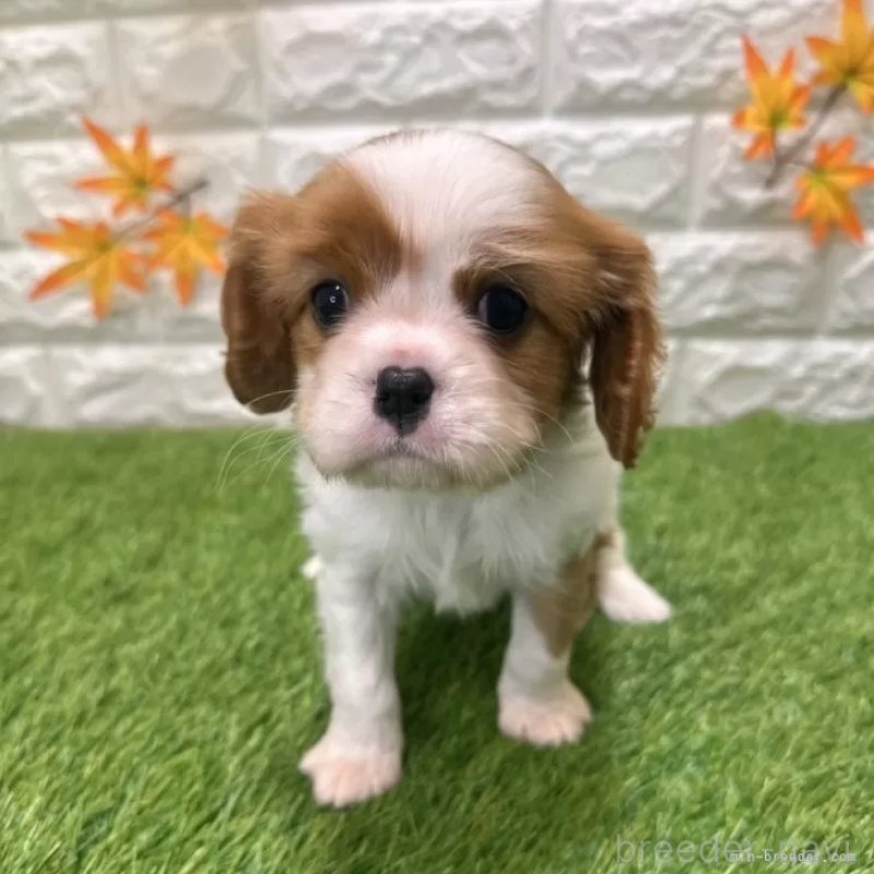 販売中の愛知県のキャバリアキングチャールズスパニエル-427121