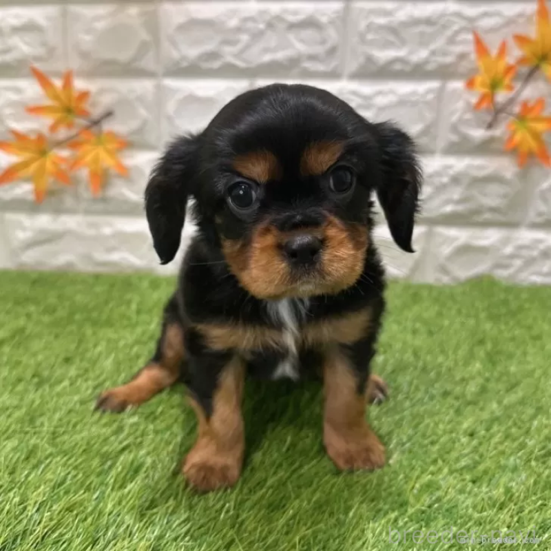 商談中の愛知県のキャバリアキングチャールズスパニエル-427105