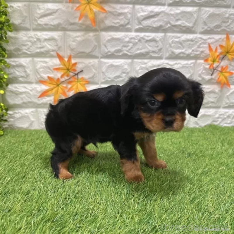 成約済の愛知県のキャバリアキングチャールズスパニエル-427105の5枚目