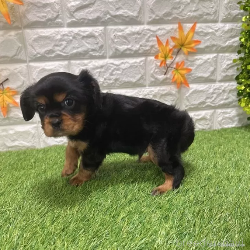 成約済の愛知県のキャバリアキングチャールズスパニエル-427105の4枚目