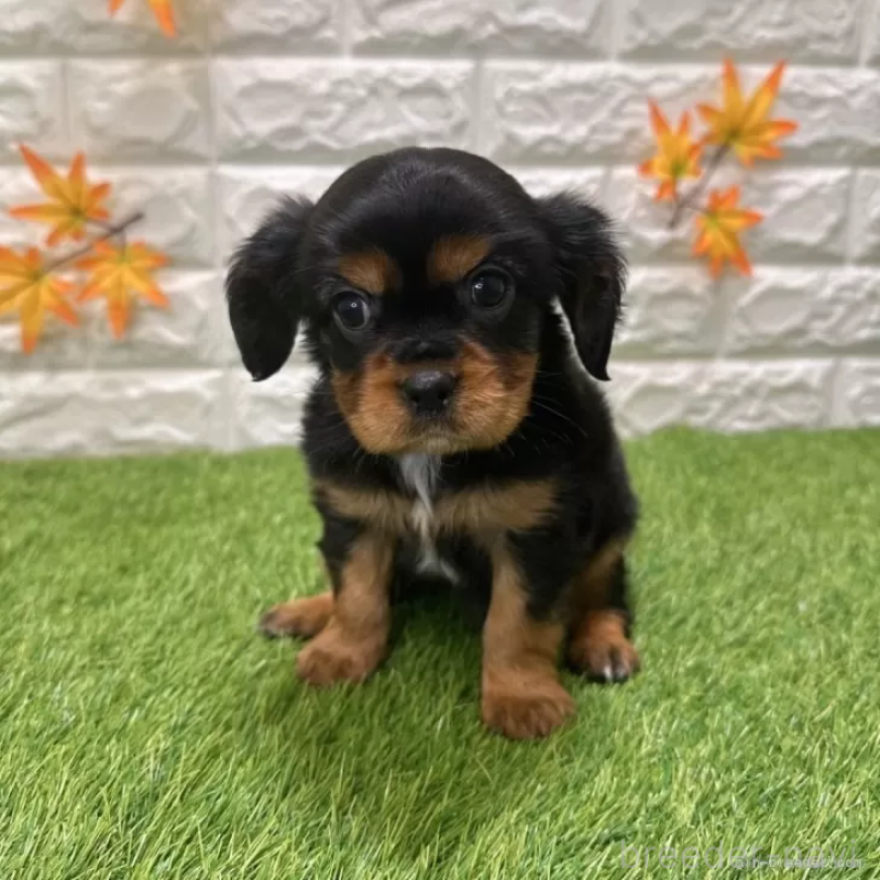 成約済の愛知県のキャバリアキングチャールズスパニエル-427105の3枚目