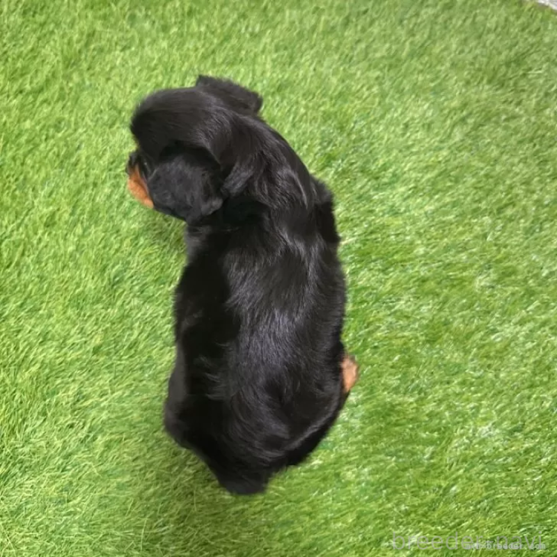 成約済の愛知県のキャバリアキングチャールズスパニエル-427105の2枚目