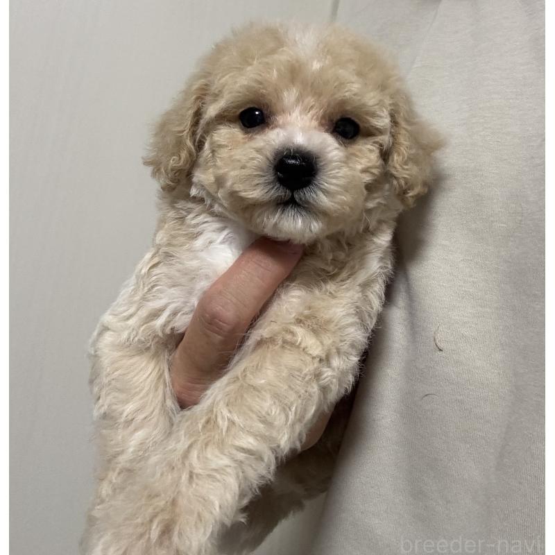 販売中の埼玉県のビションプー:ビションフリーゼ×トイプードル-429398