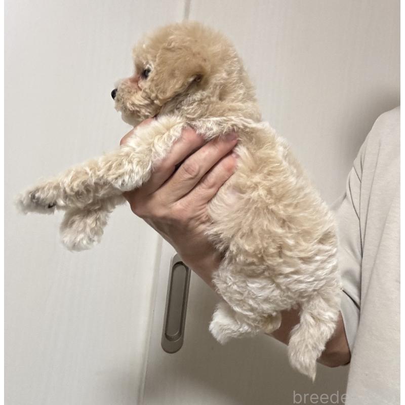 販売中の埼玉県のビションプー:ビションフリーゼ×トイプードル-429398の3枚目