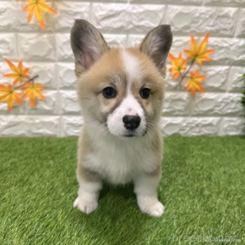 販売中の愛知県のウェルシュコーギーペンブローク-423506