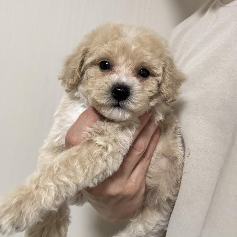 販売中の埼玉県のビションプー:ビションフリーゼ×トイプードル-429398の2枚目