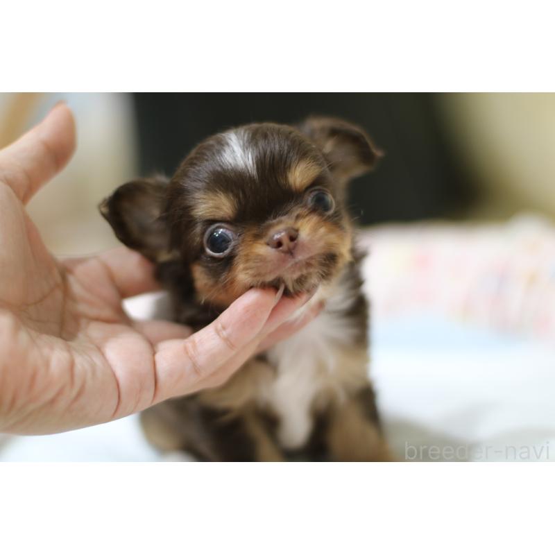 成約済の兵庫県のチワワ(ロングコート)-428068の3枚目