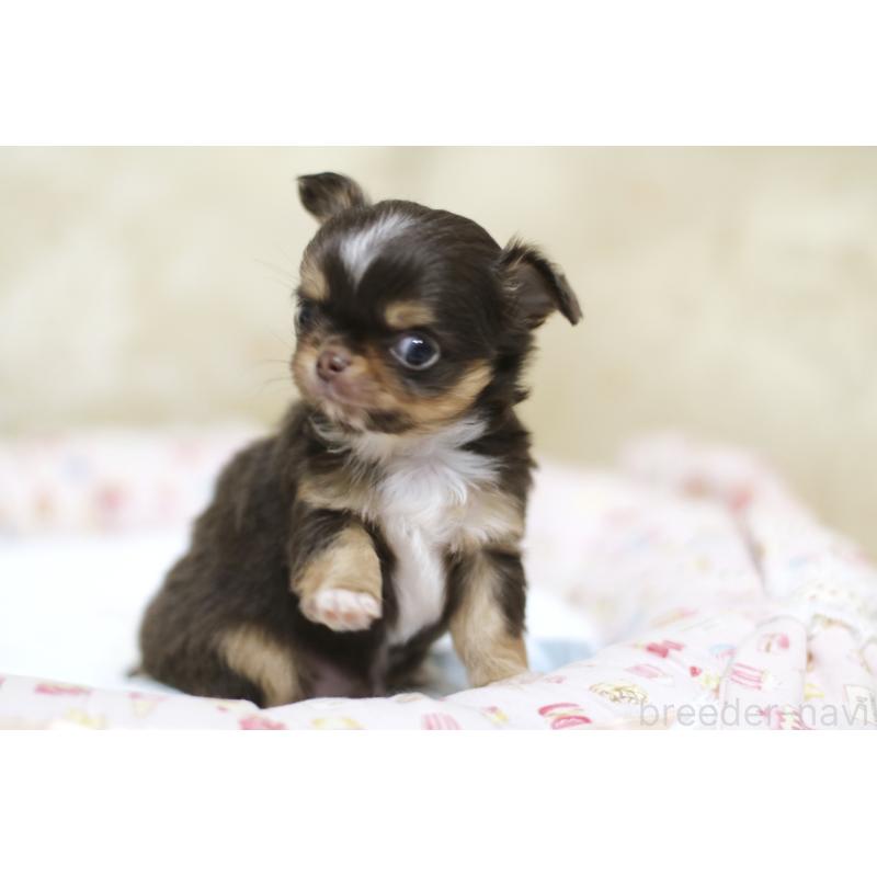 成約済の兵庫県のチワワ(ロングコート)-428068の2枚目