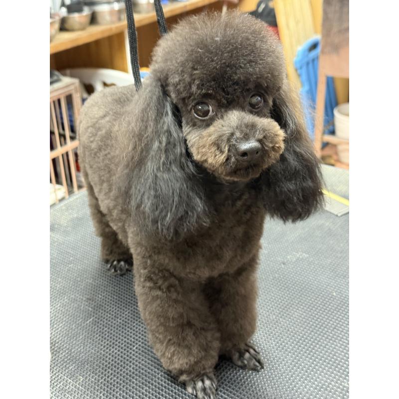 販売中の栃木県のタイニープードル-361935の9枚目