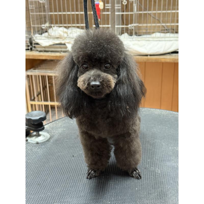 販売中の栃木県のタイニープードル-361935の8枚目