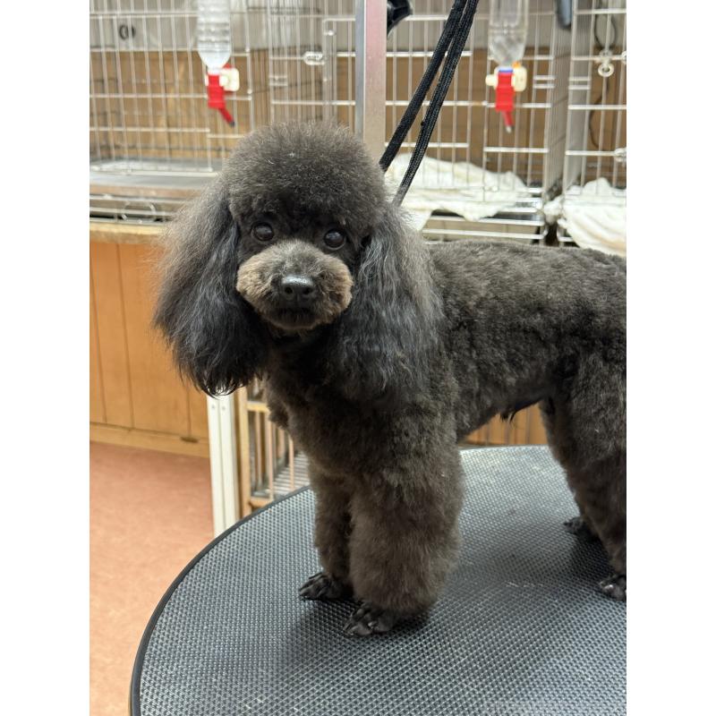 販売中の栃木県のタイニープードル-361935の7枚目