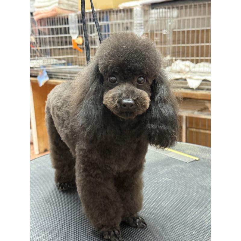 販売中の栃木県のタイニープードル-361935の6枚目