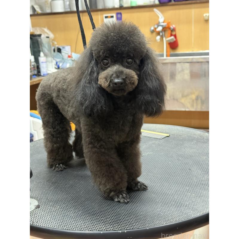 販売中の栃木県のタイニープードル-361935の5枚目