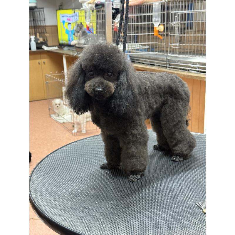 販売中の栃木県のタイニープードル-361935の4枚目