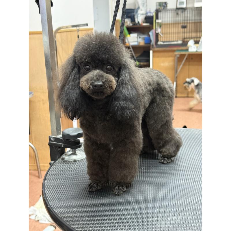 販売中の栃木県のタイニープードル-361935の3枚目