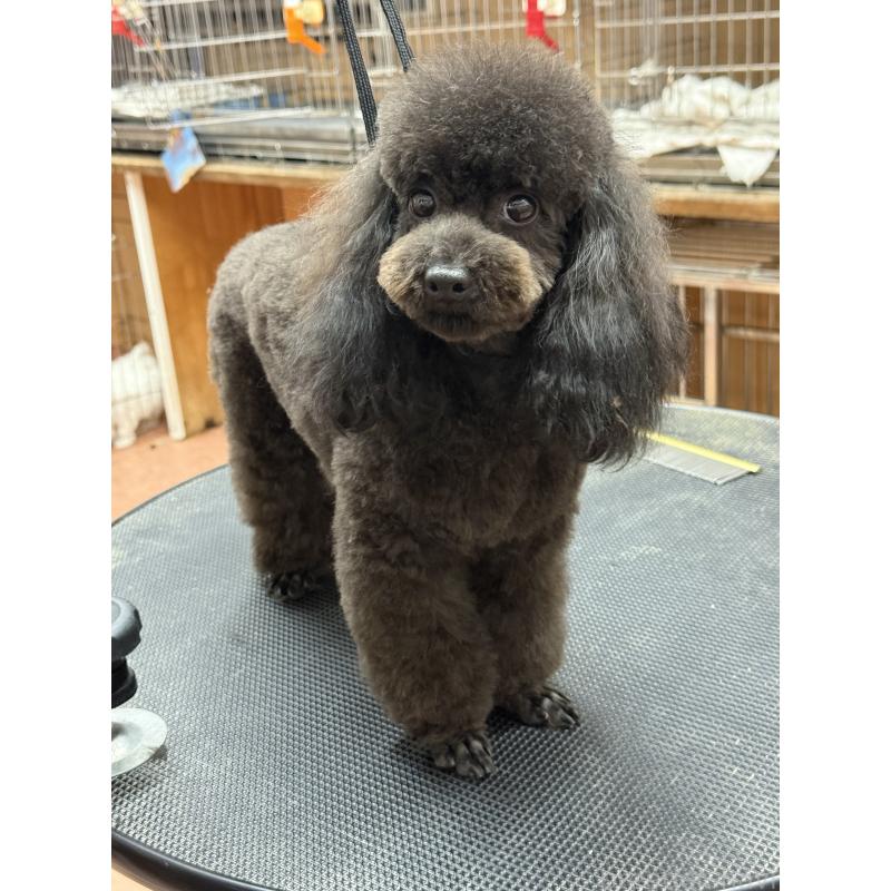 販売中の栃木県のタイニープードル-361935の2枚目