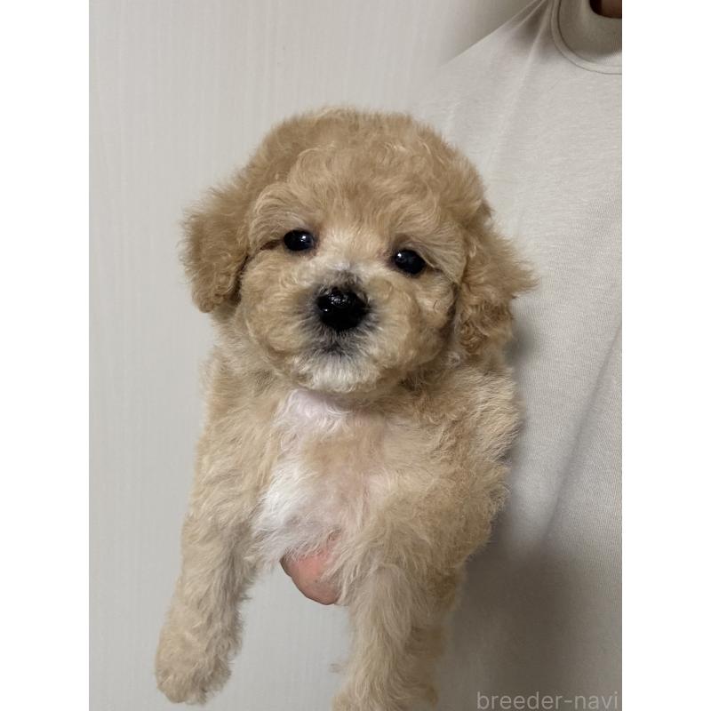 販売中の埼玉県のビションプー:ビションフリーゼ×トイプードル-429400