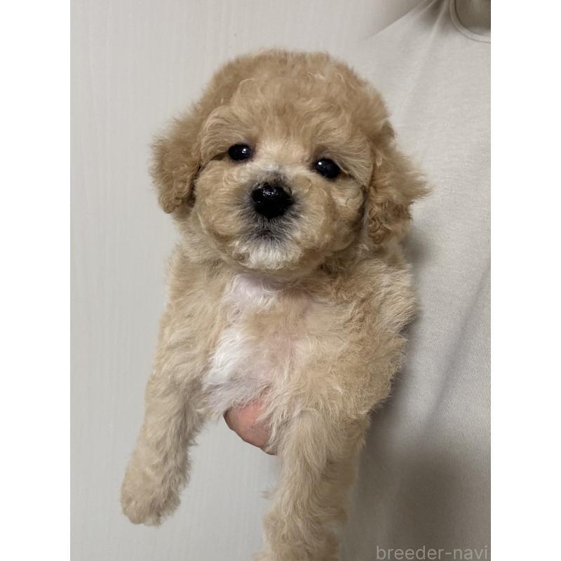 販売中の埼玉県のビションプー:ビションフリーゼ×トイプードル-429400の4枚目